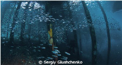School fishes by Sergiy Glushchenko 